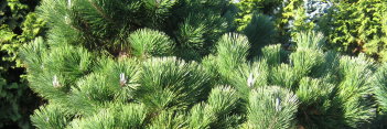 z Conifer Pinus thunbergii / thunbergiana Thunderhead