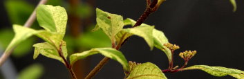 z Callicarpa japonica Variegata