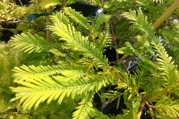 Metasequoia glyptostroboides Hamlet's Broom