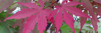 Acer palmatum Crimson Prince