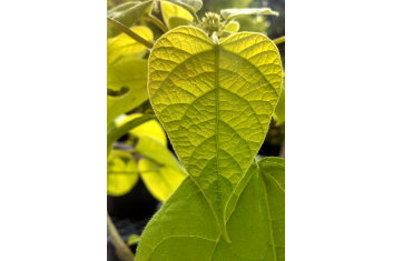 Catalpa bignoides Variegata