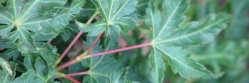 Acer palmatum Ojishi