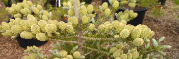 z Conifer Abies koreana Horstmann's Silberlocke