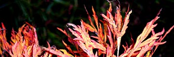 Acer japonicum Fairy Lights