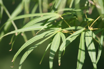 Acer palmatum Shinobu ga oka