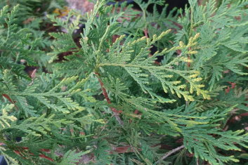 Thuja occidentalis Yellow Ribbon