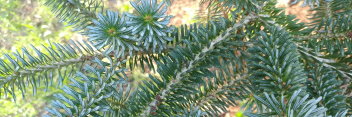 z Conifer Abies koreana Blaue Zwo