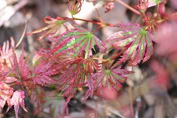 Acer palmatum Abigail Rose