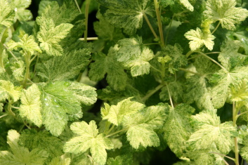 Ribes sanguineum Variegata (Gooseberry)