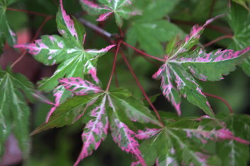 Acer palmatum Taiyo nishiki