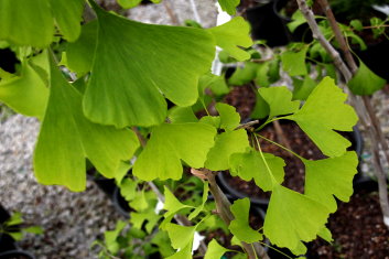 Ginkgo biloba Ross Moore