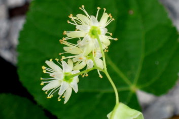 Tilia platyphyllos Tortuosa