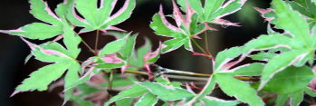 Acer palmatum Kagiri Nishiki