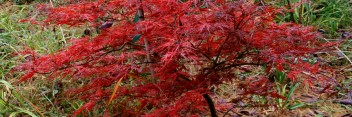 Acer palmatum Berrima Bridge