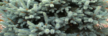 z Conifer Picea pungens Fat Albert