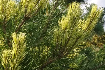 Pinus densiflora Golden Ghost