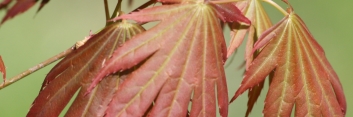 Acer shirasawanum Johin 