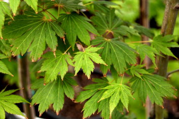 Acer pseudosieboldianum North Wind