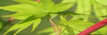 Acer palmatum Japanese Sunrise