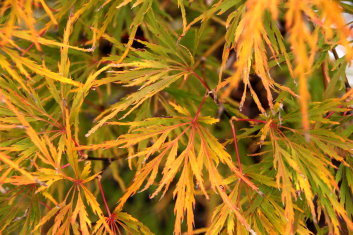 Acer palmatum Flavescens