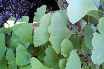 Ginkgo biloba Elmwood Upright