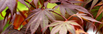 Acer shirasawanum Red Dawn