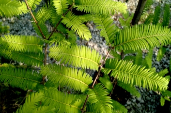 Metasequoia glyptostroboides Waasland (Dawn Redwood)