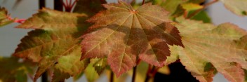 Acer japonicum Ruby Red