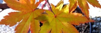 Acer circinatum x palmatum Herbstfeuer/ Autumn Flame