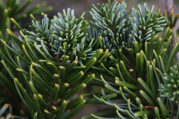 Abies amabilis Spreading Star