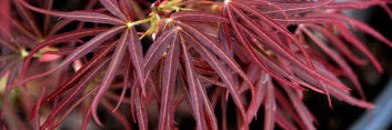 Acer palmatum Red Falcon