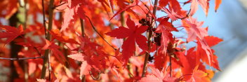 Acer palmatum Ryusen on Pine Bark Maple trunk