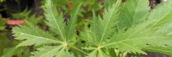 Acer palmatum Koyuki