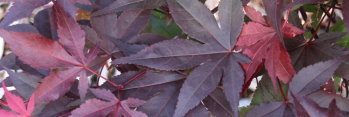 Acer palmatum Uncle Red
