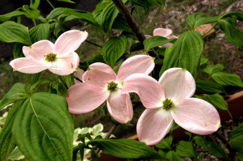 Cornus florida x  kousa Stellar Pink ( Hybrid disease free Dogwood)
