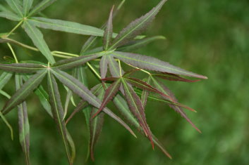 Acer palmatum Filifera Purpurea