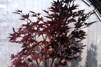 Acer palmatum Italy Red