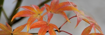 Acer palmatum Fujiyama