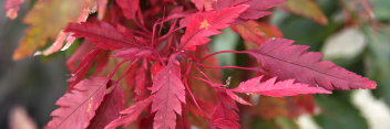 Acer palmatum Beni hagaromo