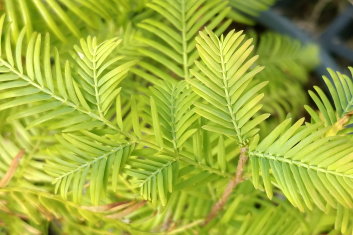 Metasequoia glyptostroboides Little Creamy (Dawn Redwood)