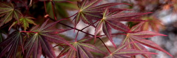 Acer shirasawanum Shira Red