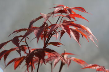 Acer palmatum Rhode Island Red