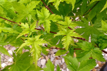 Acer palmatum Kinky Krinkle