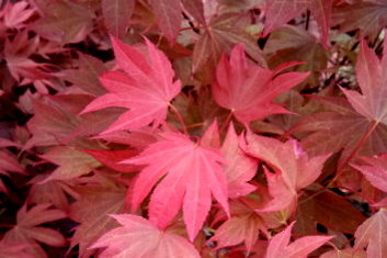 Acer palmatum Ruslyn In The Pink