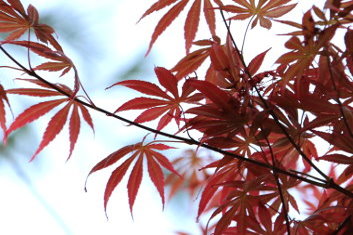 Acer palmatum Inazuma