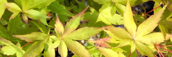 Acer palmatum US murasaki