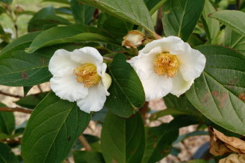 Stewartia x henryae Skyrocket