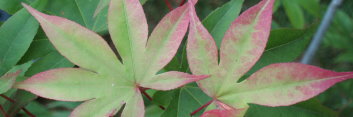 Acer palmatum Emperor Of Japan