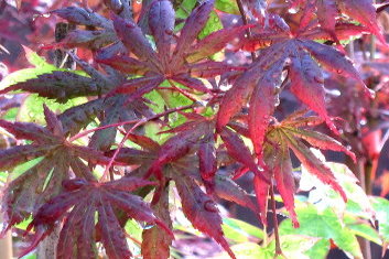 Acer palmatum Trompenburg