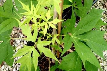 Acer platanoides Maltese Cross